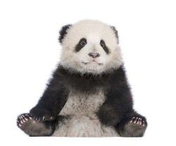 MSD004 Muursticker panda_24382765